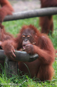 Petition · Nutella: Stop using Palm Oil in Nutella. Save the Orangutans
